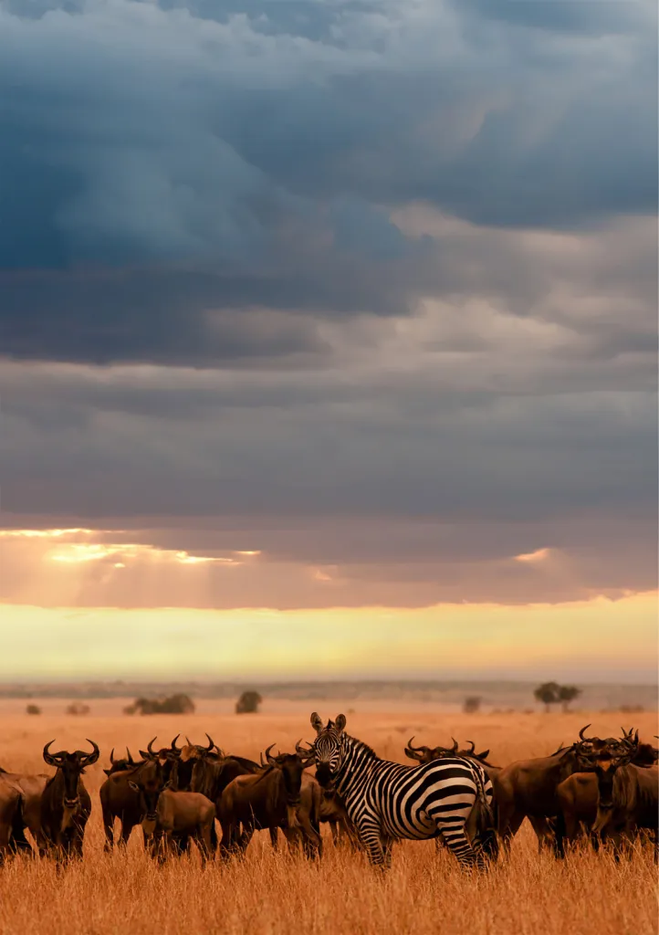 zeebra-wildebeest-min